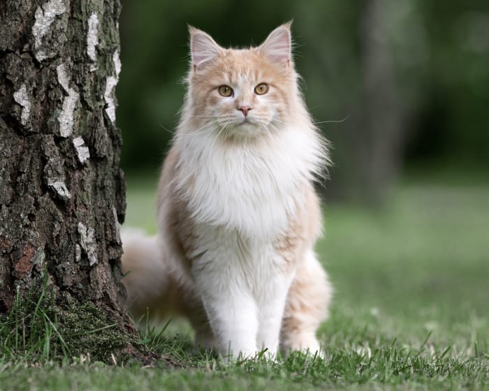 Geriatric Care for Senior Pets in Kent