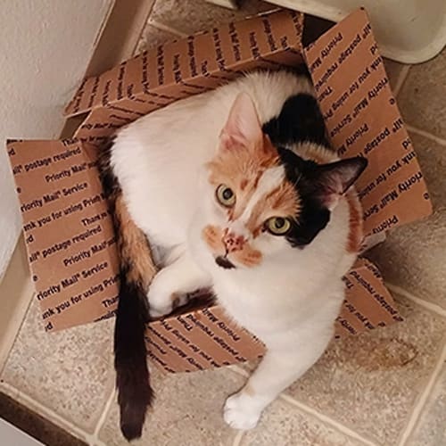 Dr. Elizabeth Hughs, Kent Veterinarian